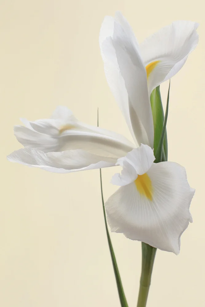 Fennell, Alyson: Portrait de fleur d'iris blanc