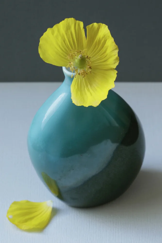 Fennell, Alyson: Yellow Welsh Poppy Still Life Closeup
