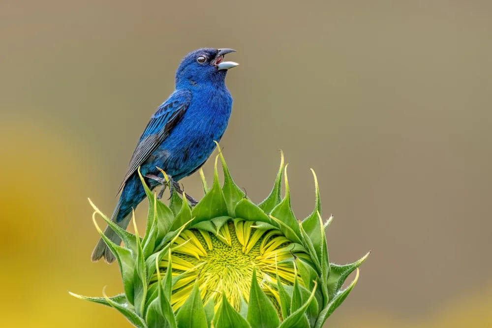 Xu, Jian: Indigo bunting and sunflower