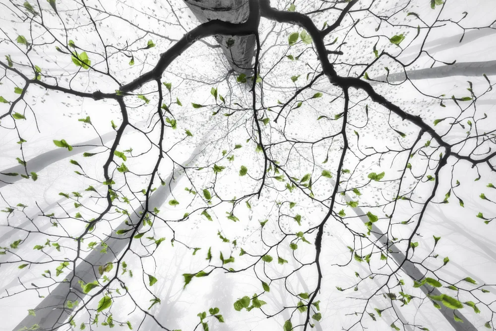 Pavlasek, Tom: Feuilles de printemps