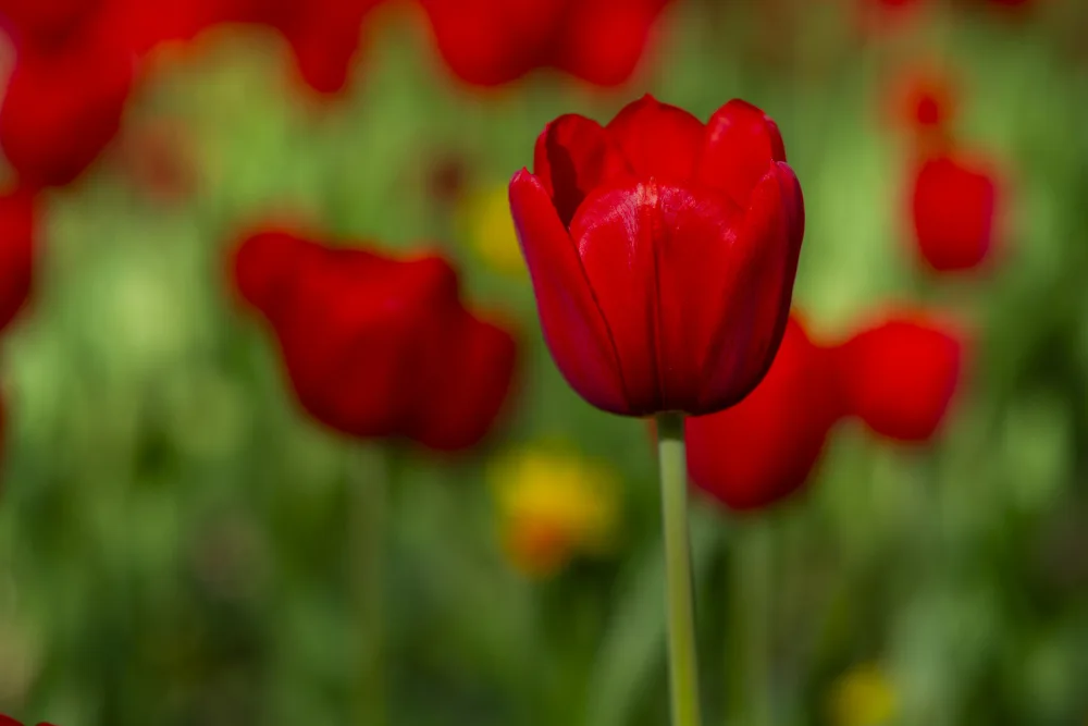 akyurt, engin: tulipani rossi