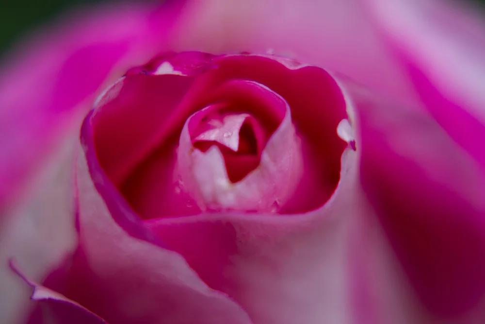 akyurt, engin: Rosa Rose aus nächster Nähe