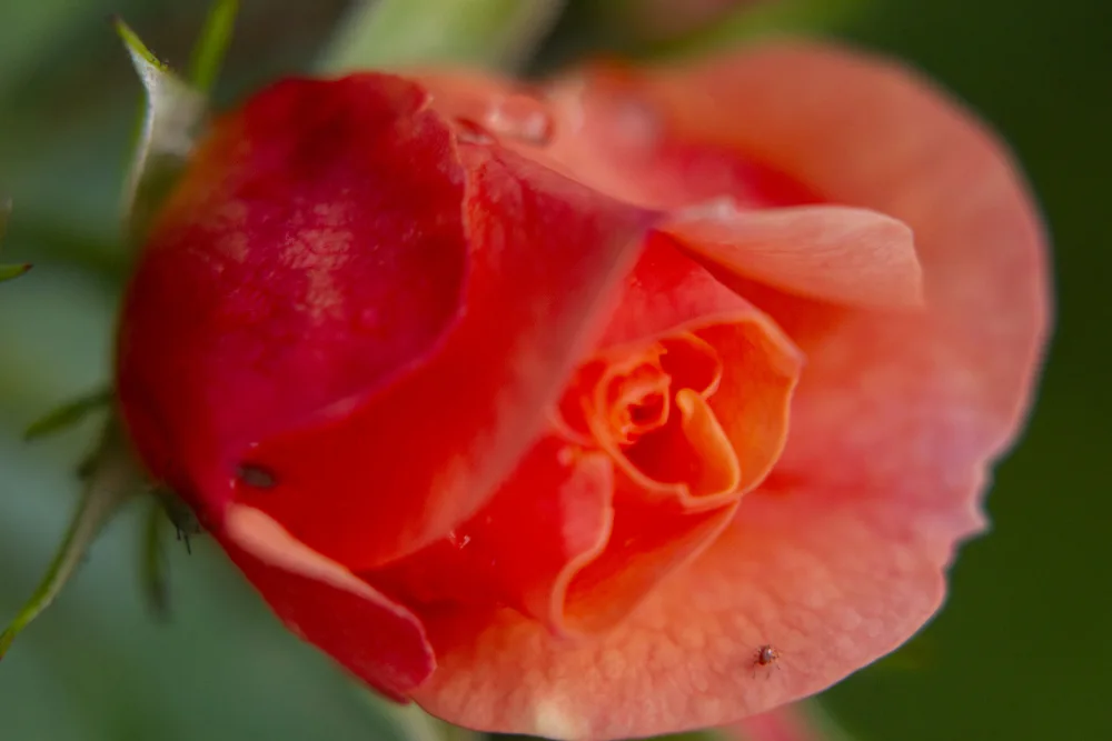 akyurt, engin: bellissimo fiore rosa