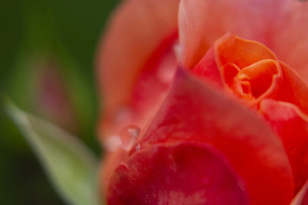 akyurt, engin: rosa e gocce d'acqua