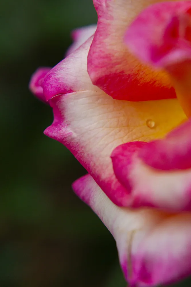 akyurt, engin: primo piano di una rosa