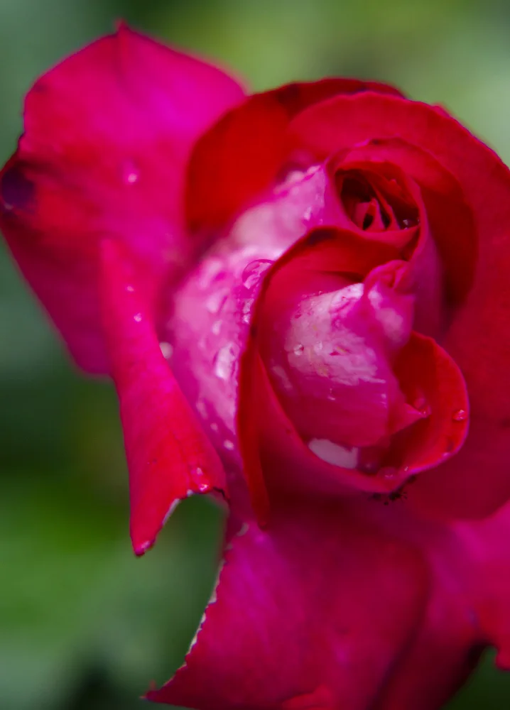 akyurt, engin: rosa da vicino
