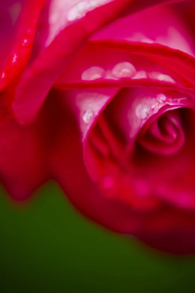 akyurt, engin: rosa Rosa