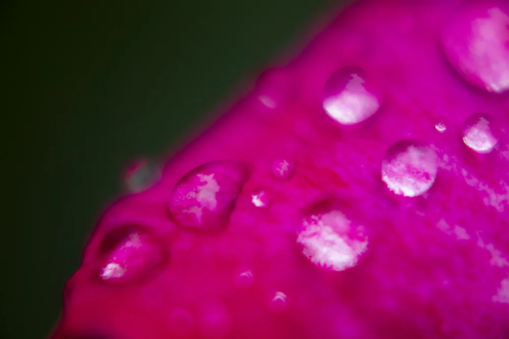 akyurt, engin: petalo di rosa e gocce d'acqua