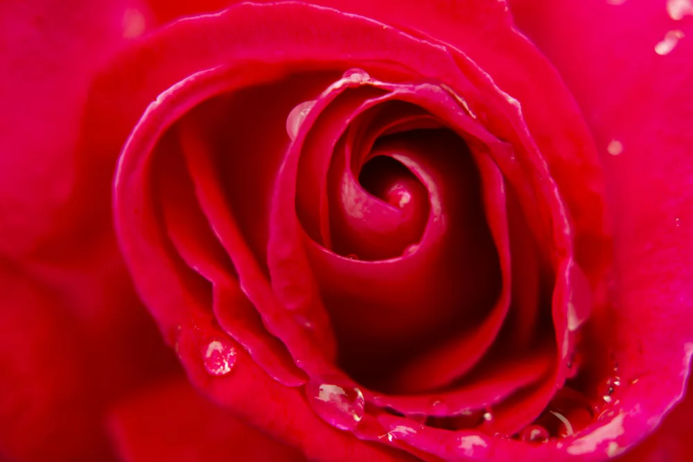 akyurt, engin: primo piano di una rosa