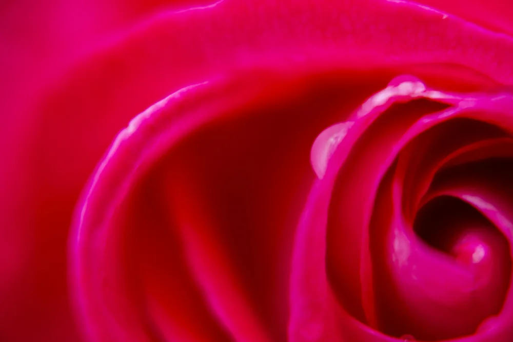 akyurt, engin: primo piano di una rosa