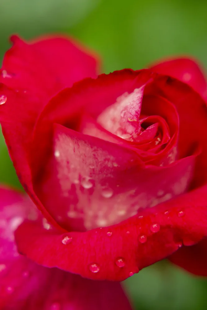 akyurt, engin: rosa da vicino