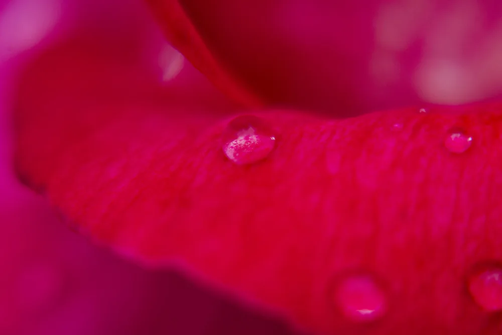 akyurt, engin: petalo di rosa e gocce d'acqua