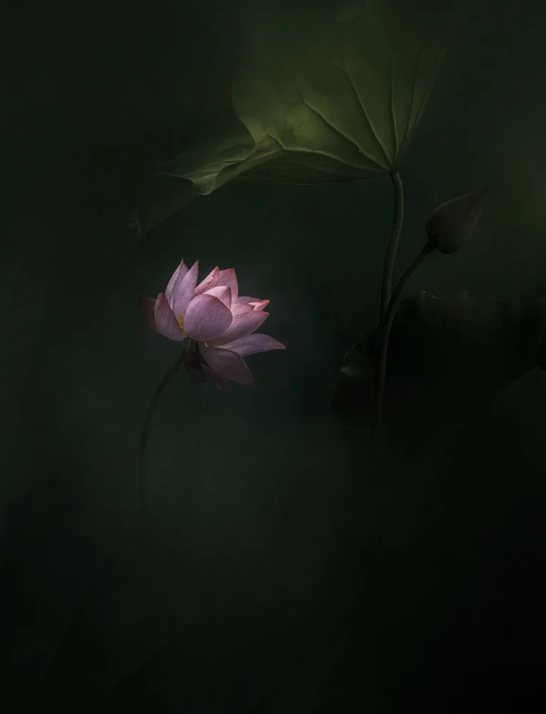 Ye, NingYun: lotus