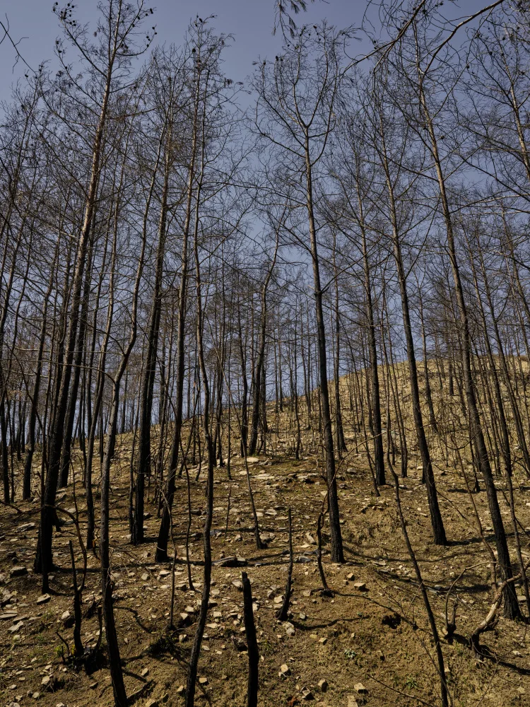 akyurt, engin: alberi bruciati nella foresta