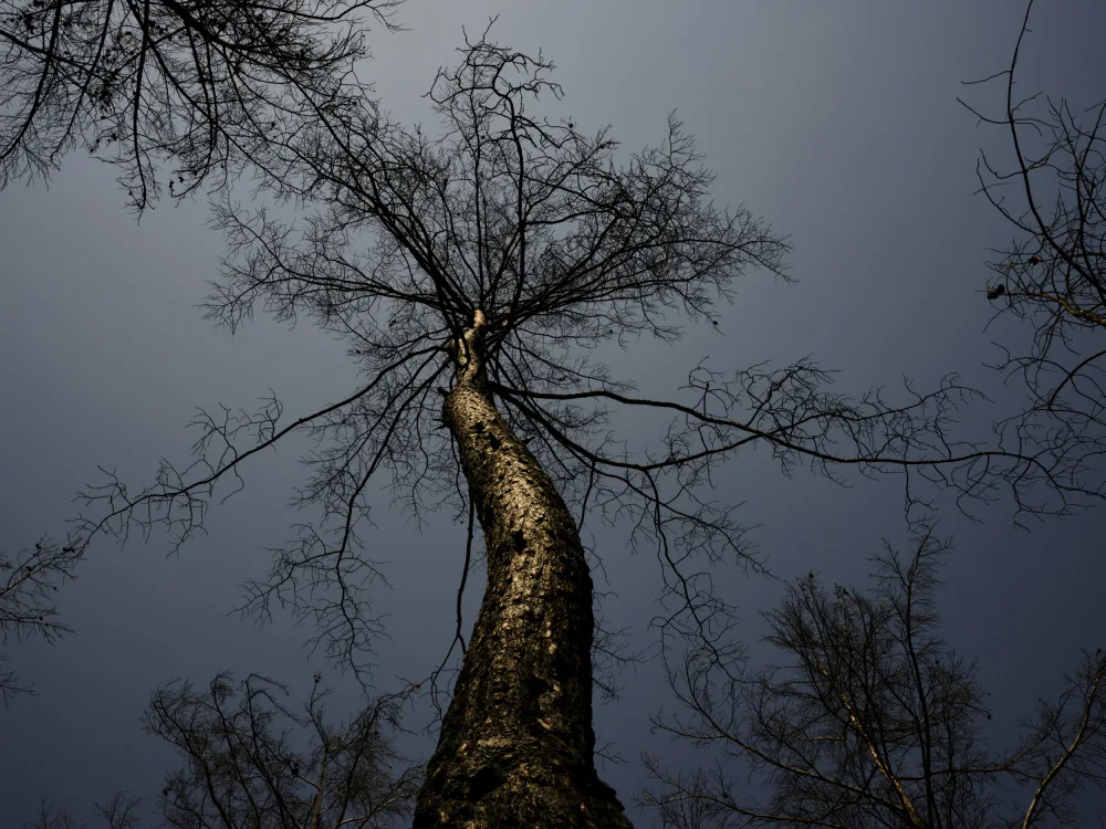 akyurt, engin: albero bruciato e sfondo del cielo
