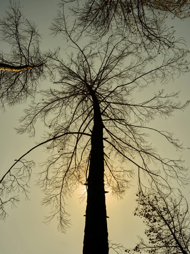 akyurt, engin: un albero bruciato
