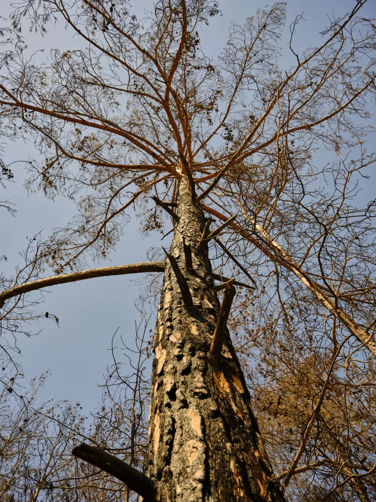akyurt, engin: ein verbrannter Baum