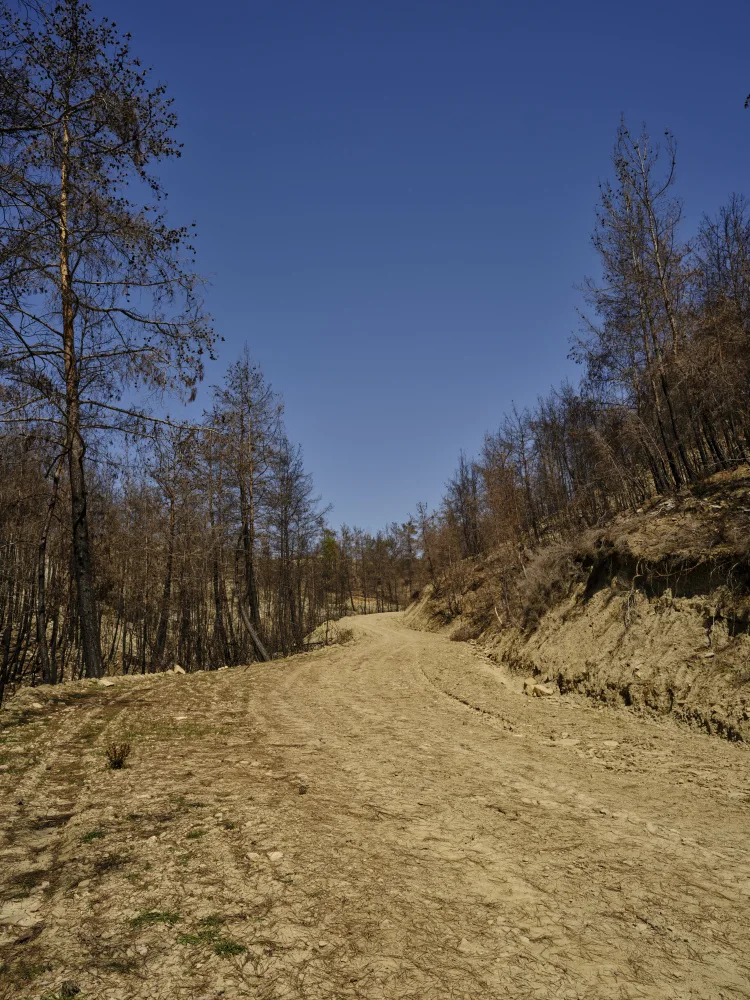 akyurt, engin: bosco e sentiero