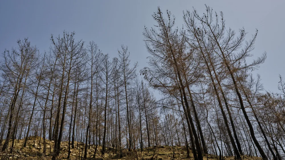 akyurt, engin: alberi bruciati nella foresta