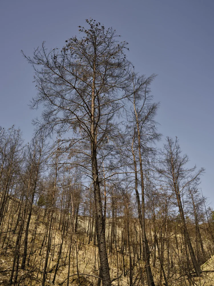akyurt, engin: alberi bruciati e sfondo del cielo