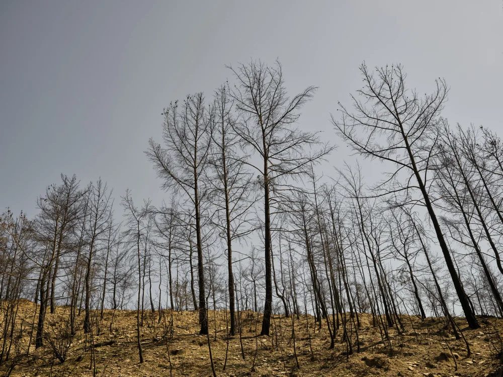 akyurt, engin: alberi bruciati e sfondo del cielo