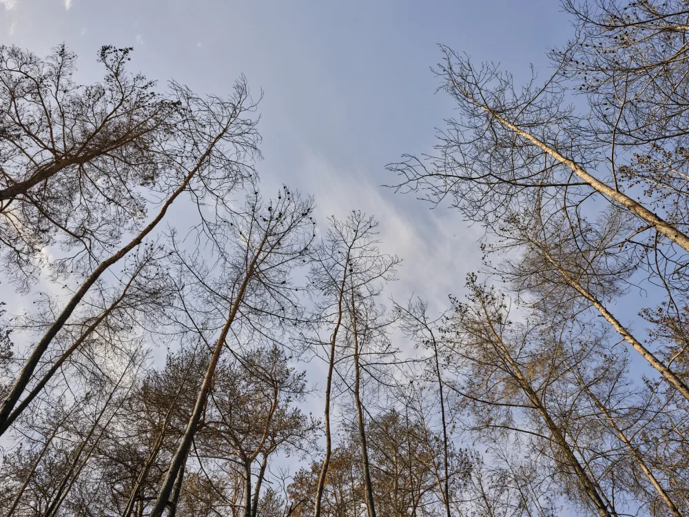 akyurt, engin: immagine di una foresta dopo un incendio