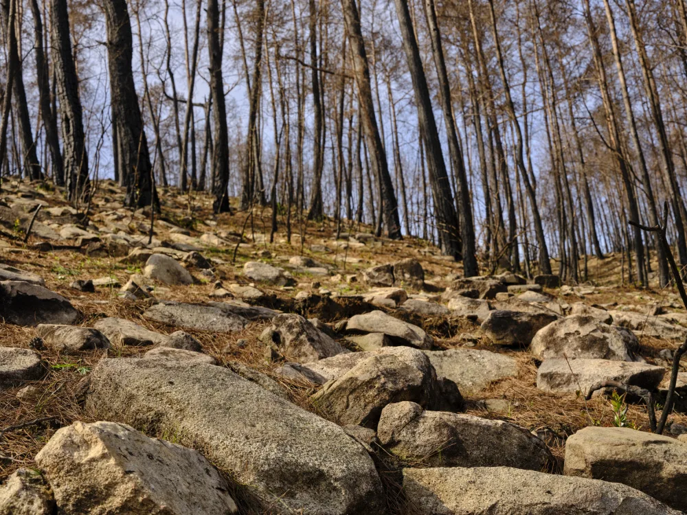 akyurt, engin: alberi bruciati nella foresta