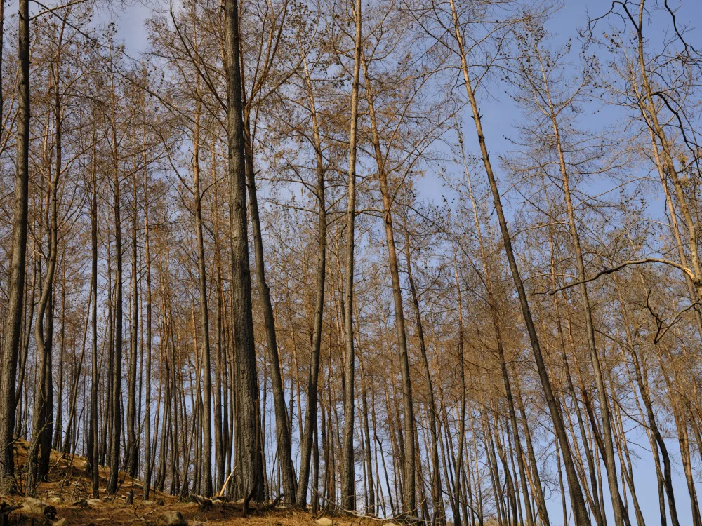 akyurt, engin: alberi bruciati e sfondo del cielo