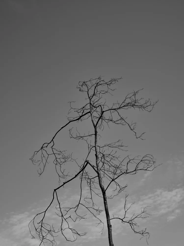 akyurt, engin: un albero e un cielo bruciati