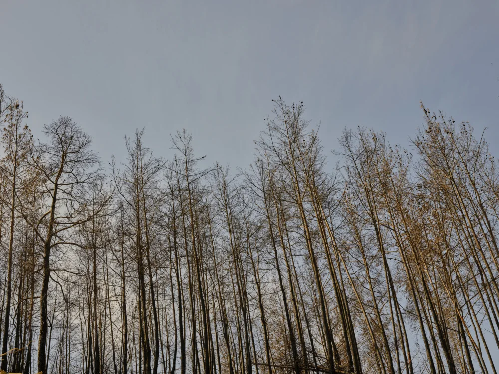 akyurt, engin: immagine di una foresta dopo un incendio