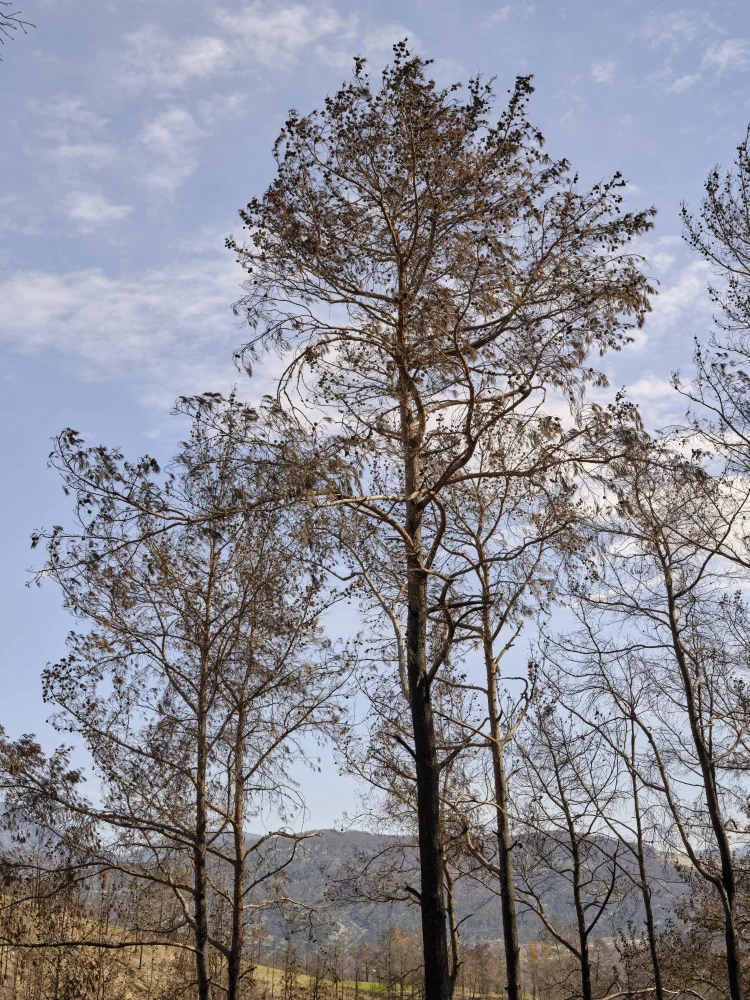 akyurt, engin: alberi bruciati e sfondo del cielo