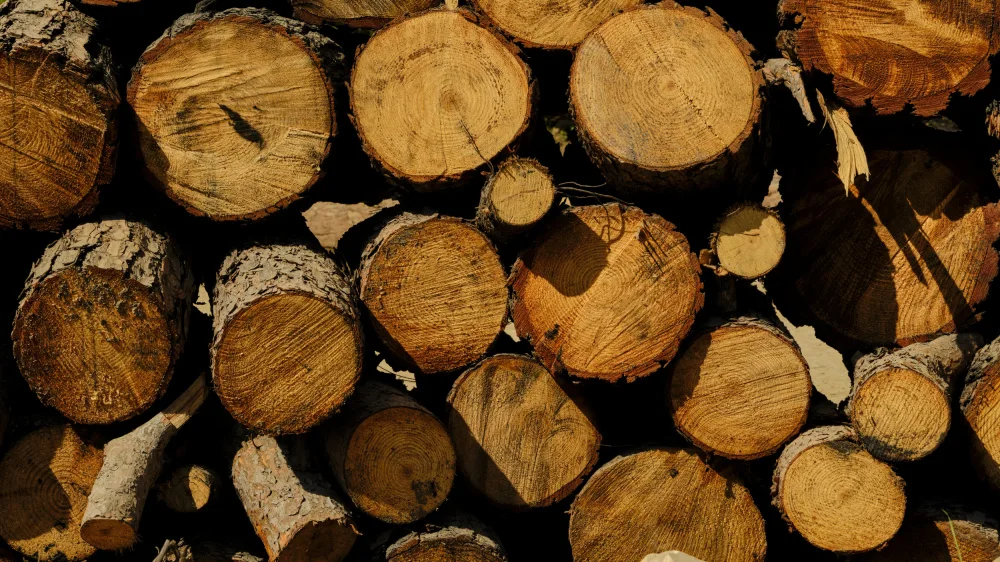 akyurt, engin: ceppi d'albero nella foresta