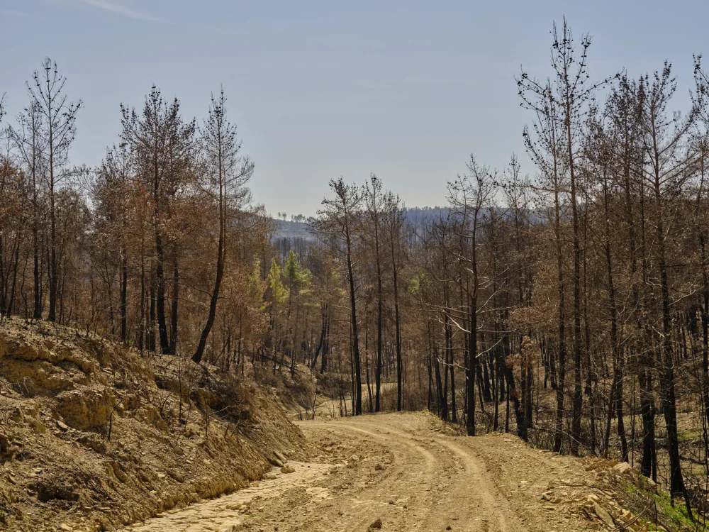 akyurt, engin: alberi bruciati nella foresta