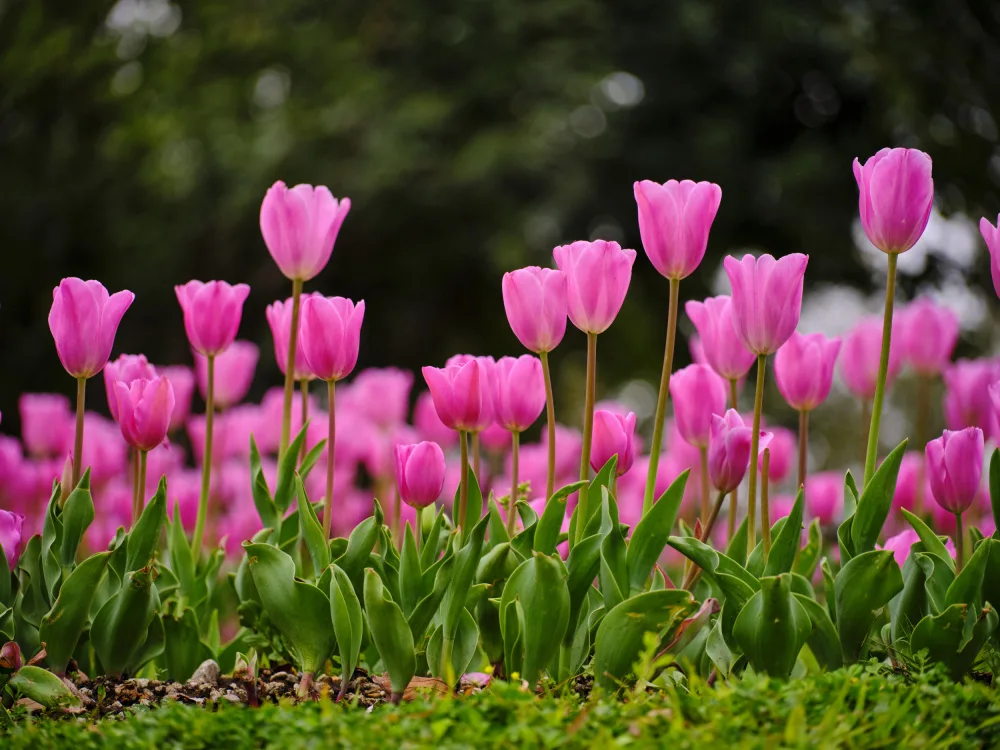 akyurt, engin: Tulipani rosa