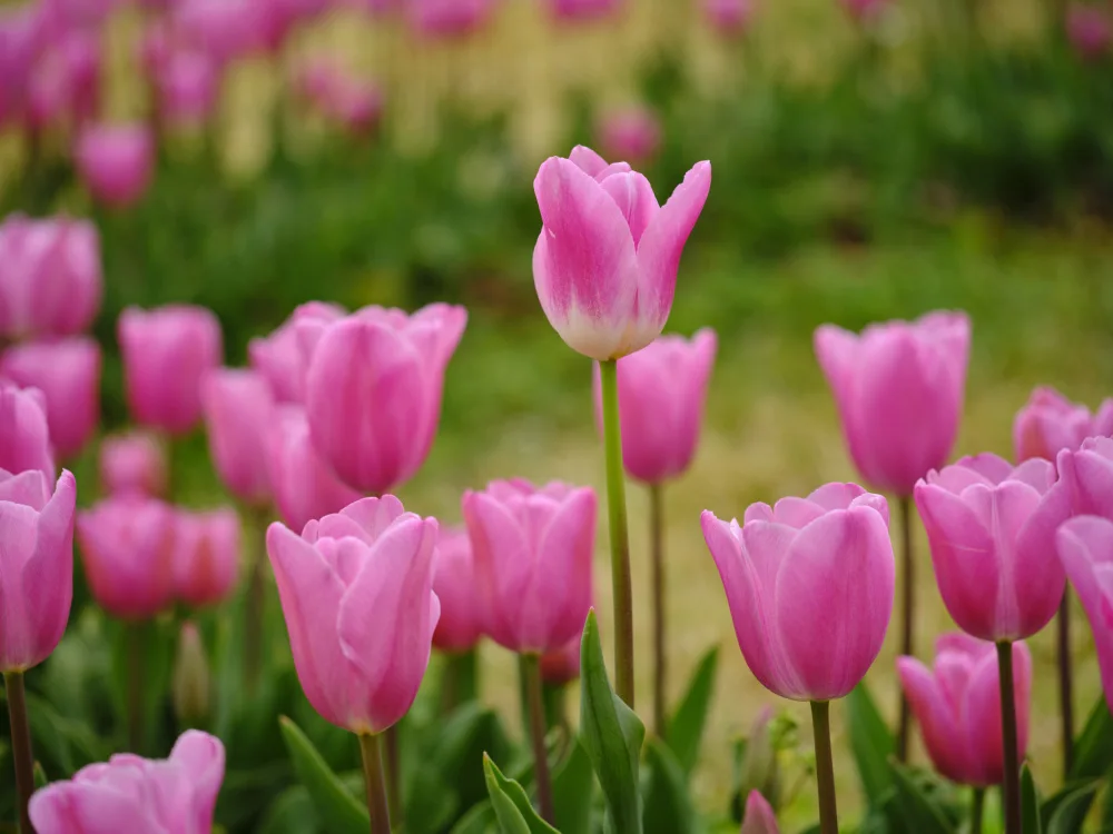 akyurt, engin: Růžové tulipány