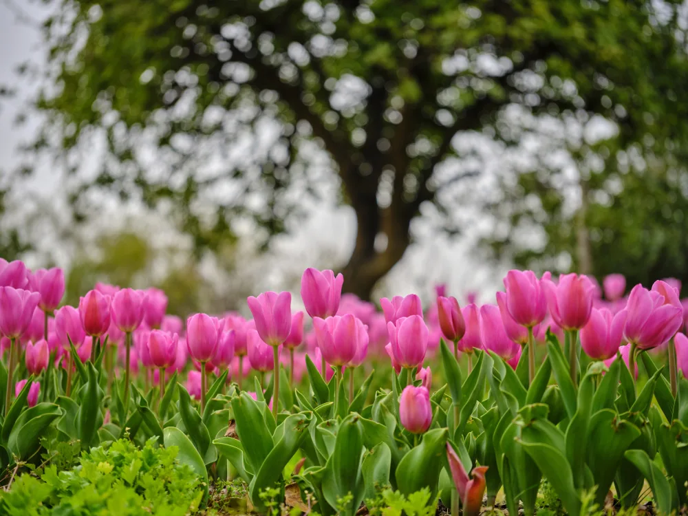 akyurt, engin: Tulipani rosa