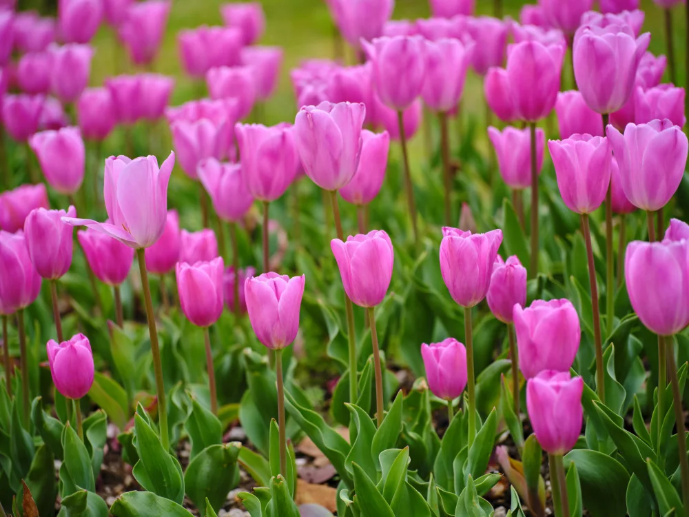 akyurt, engin: Tulipani rosa