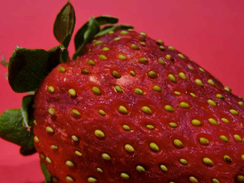 akyurt, engin: Fragola isolata su fondo rosso
