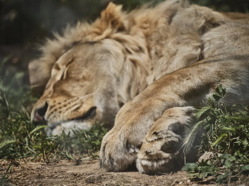 akyurt, engin: un leone maschio africano addormentato
