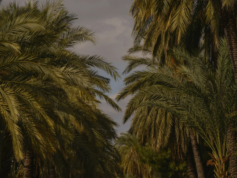 akyurt, engin: palme