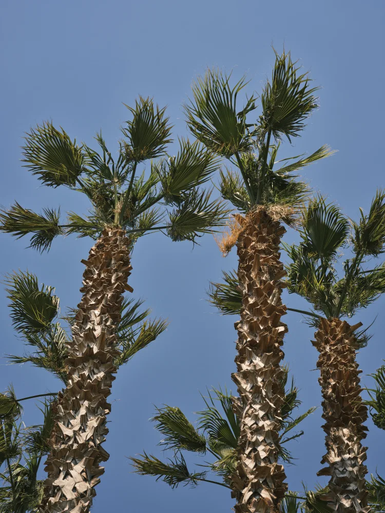 akyurt, engin: palme