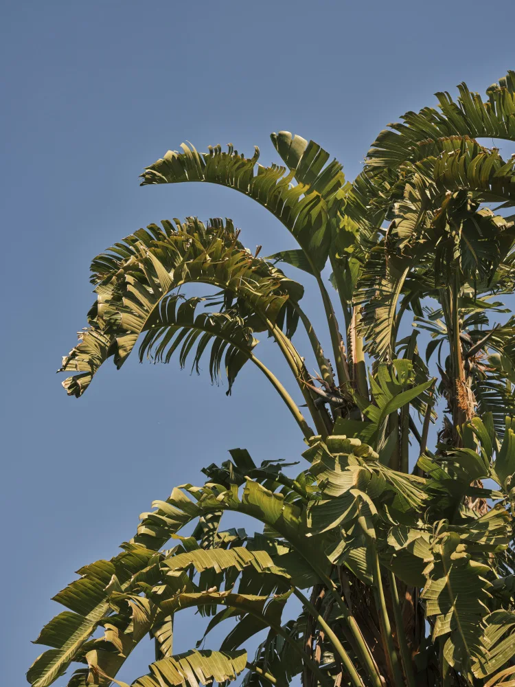 akyurt, engin: palme