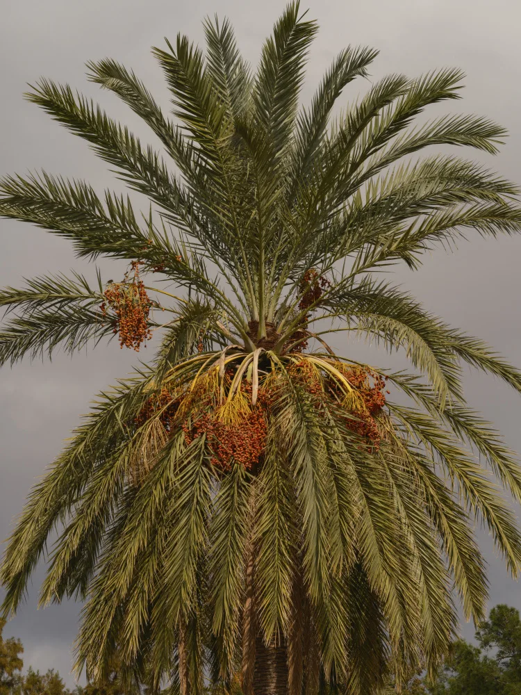 akyurt, engin: palme