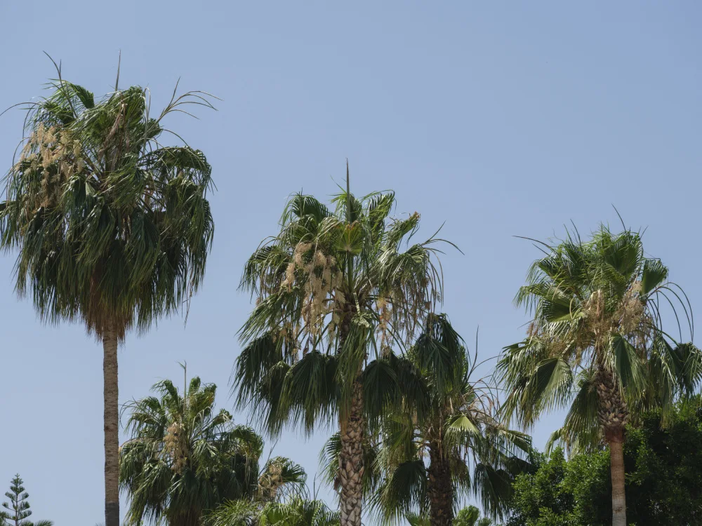akyurt, engin: palme