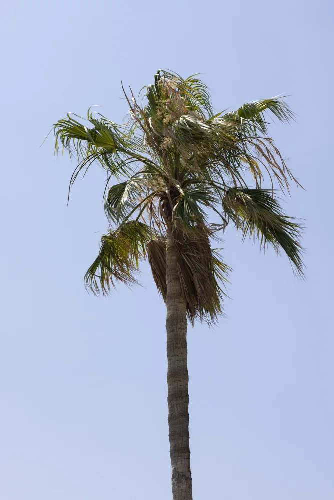 akyurt, engin: palme