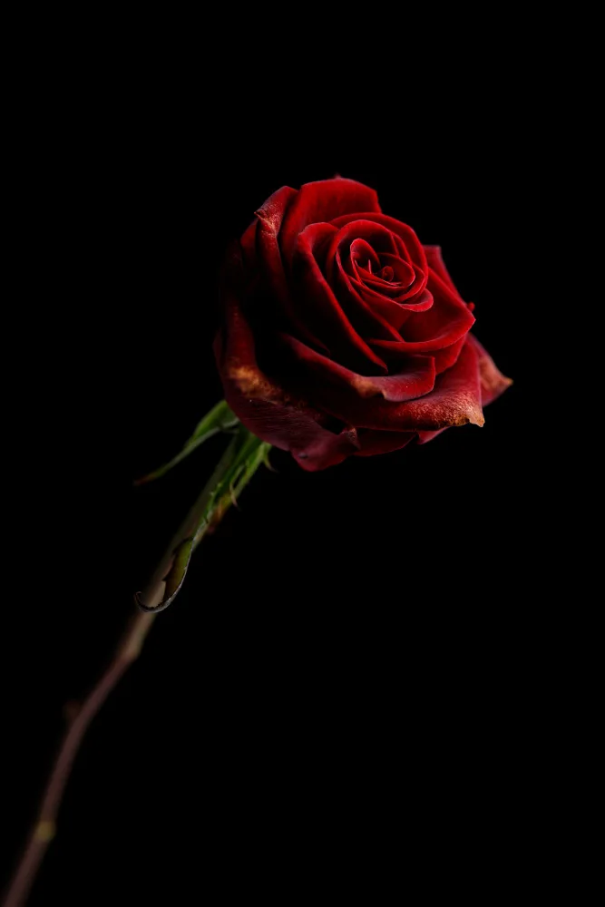 akyurt, engin: rosa rossa