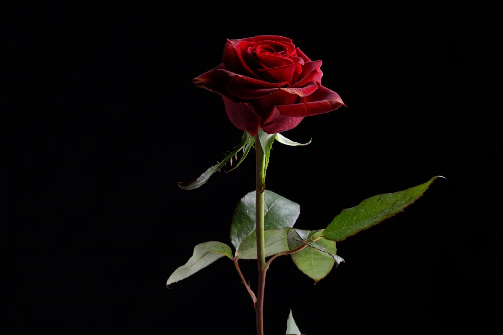 akyurt, engin: rosa rossa