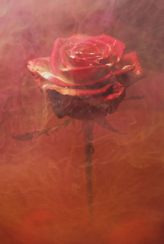 akyurt, engin: rosa rossa e inchiostro in acqua