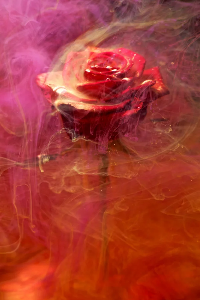 akyurt, engin: rote Rose und Tinte im Wasser