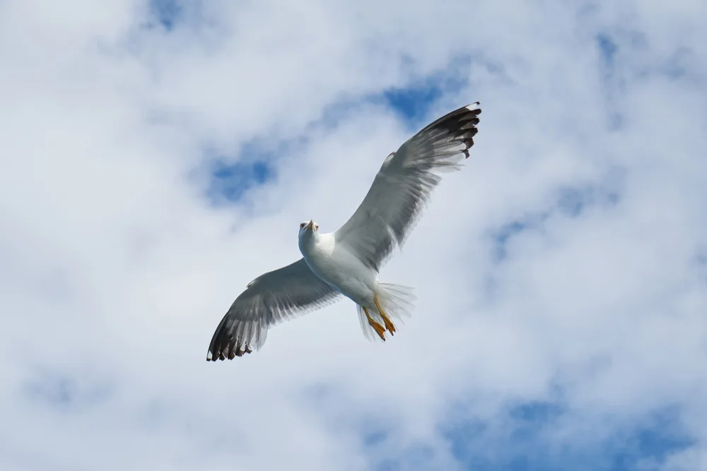 akyurt, engin: gabbiano in volo
